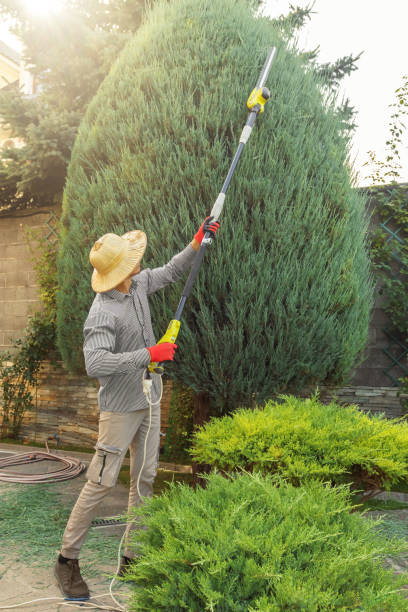 Tree Root Removal in Grass Lake, MI